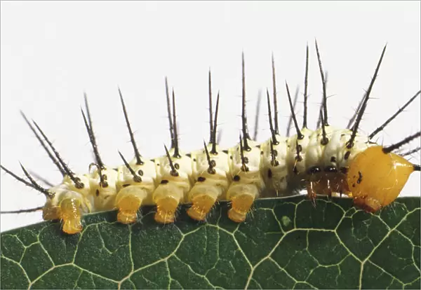 Postman Caterpillar, long spines on its back, on a leaf