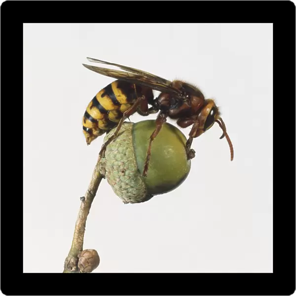 Side view of European Hornet, Vespa crabro, perched on acorn