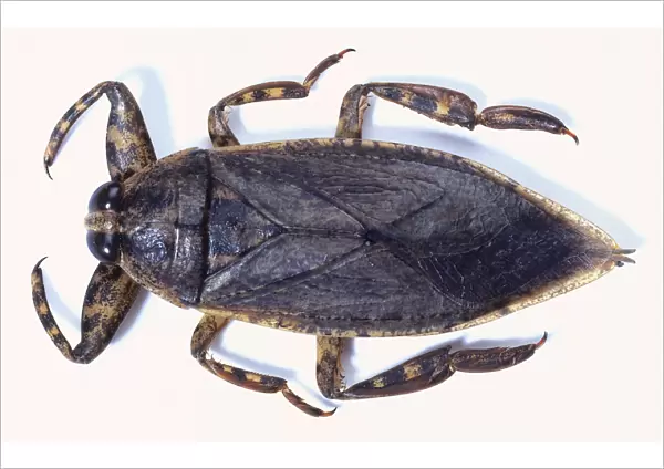 Waterbug, Lethocerus grandis, with a wide flat body, pointed thorax, and short large front legs, above view