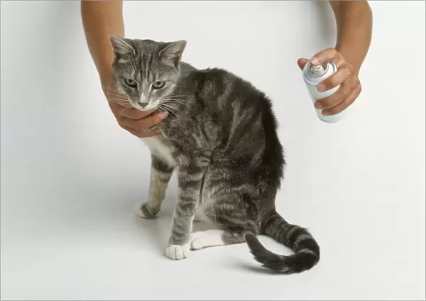 Spraying a tabby cat using a can of flea spray, close-up