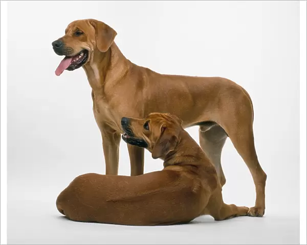 Two Rhodesian Ridgebacks, one standing, the other lying down
