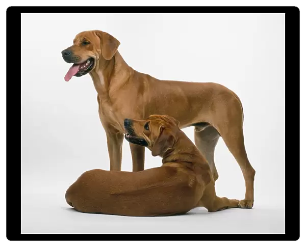 Two Rhodesian Ridgebacks, one standing, the other lying down
