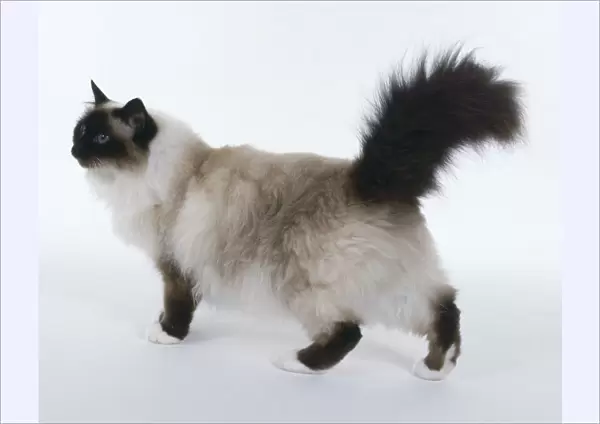 Seal Point Birman cat walking with ears tipped slightly forward and upraised bushy tail
