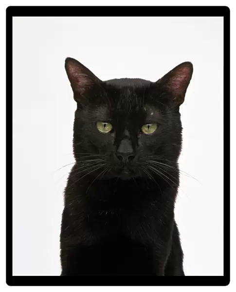 Head of a Bombay cat, looking at camera