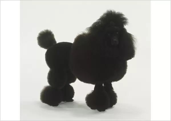 Standing Black Poodle (Canis familiaris), side view