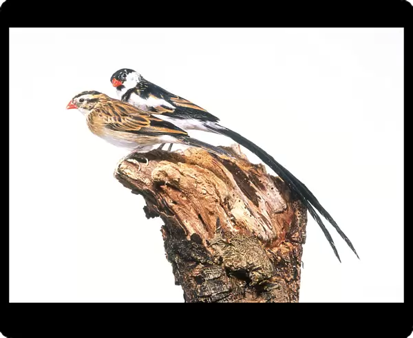 Pin-tailed whydah (Vidua macroura), male and female perching side by side on tree stump