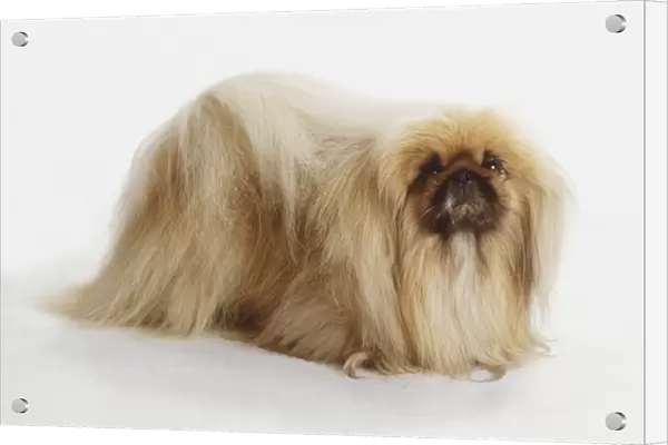 Standing Pekingese Dog (Canis familiaris), side view