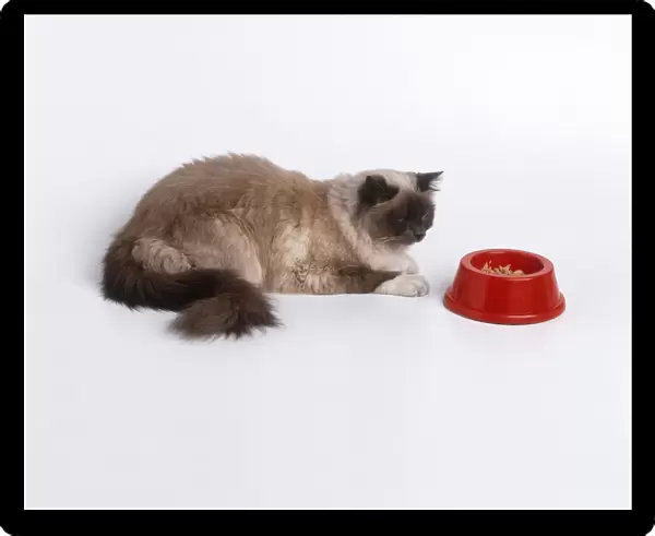 A cat sitting in front of its food