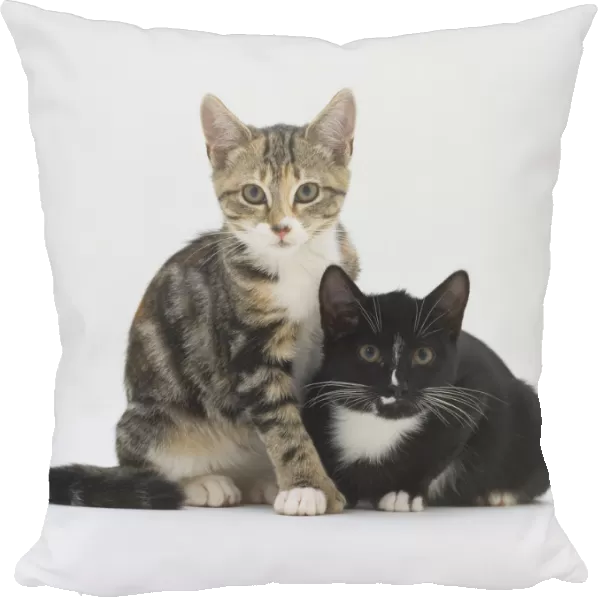 Tabby and white kitten seated with a black and white kitten, both non-pedigree s