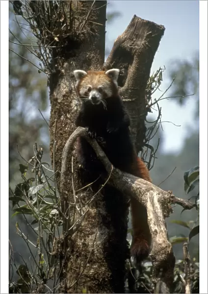 India, West Bengal, Red panda (Ailurus fulgens) on a tree