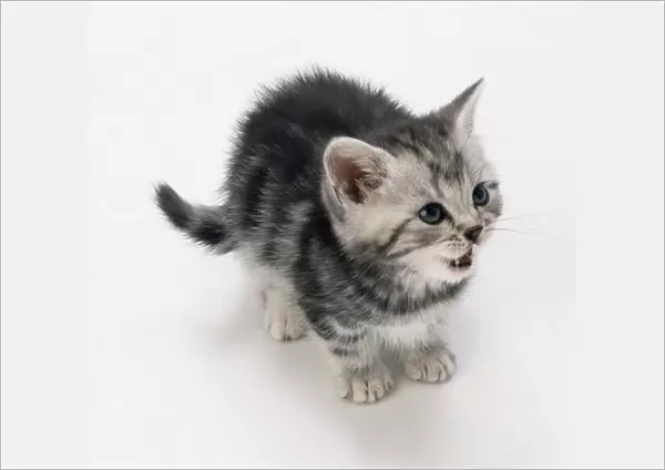 Grey kitten meowing
