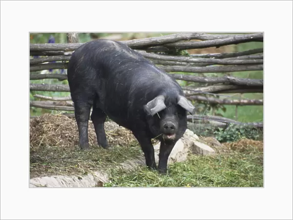 Alsatian Black Pig in Ecomusee d Alsace in Ungersheim, France