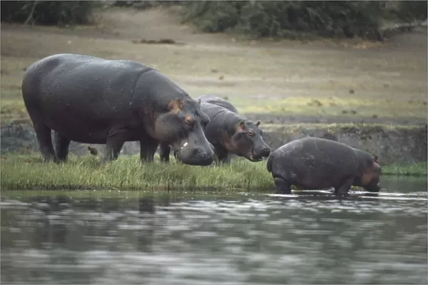 Africa, Botswana, Moremi Wildlife Reserve, group of Hippos (Hippopotamus amphibius) standing at edge of water, young animal standing in water