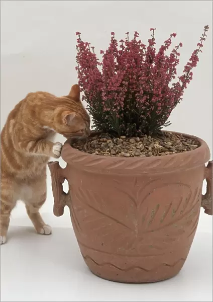 A cat digging in a plant pot is put off by gravel