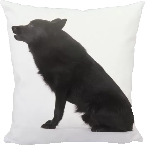 Schipperke dog, sitting, side view