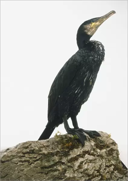 Great Cormorant (Phalacrocorax carbo) sitting on a rock