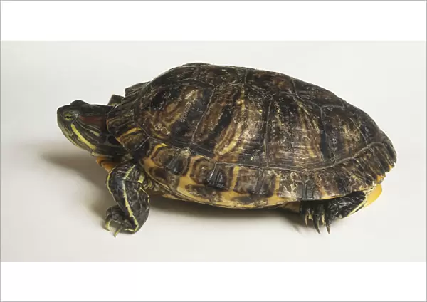 The skin of this turtle is green with yellow stripes in patterns that vary among the 16 subspecies. The Red-eared Slider (Trachemys scripta elegans, shown here) also has a vivid red neck stripe. The webbed hind feet are visible