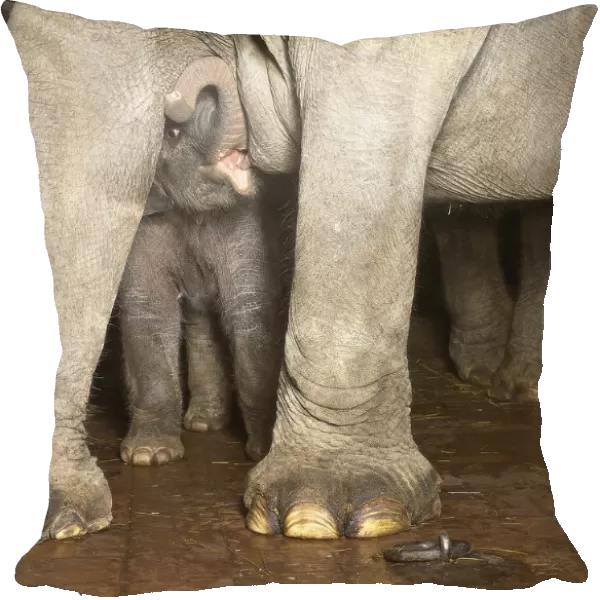 Elephas maximus, asian elephant, a baby elephant nurses from its mothers teat while curling up its trunk and standing beneath its parents massive body, suckling baby