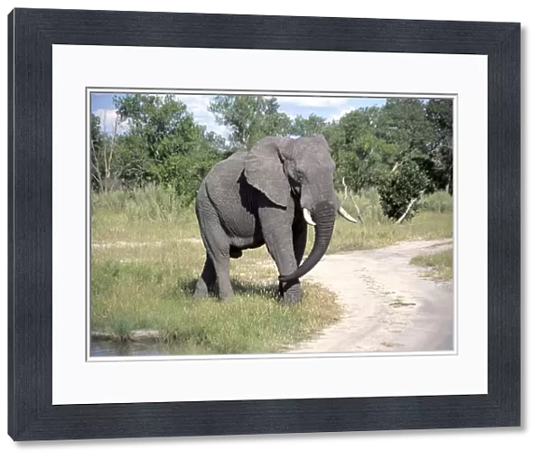 Botswana, Moremi Game Reserve, African elephant (Loxodonta africana) walking away from waterhole