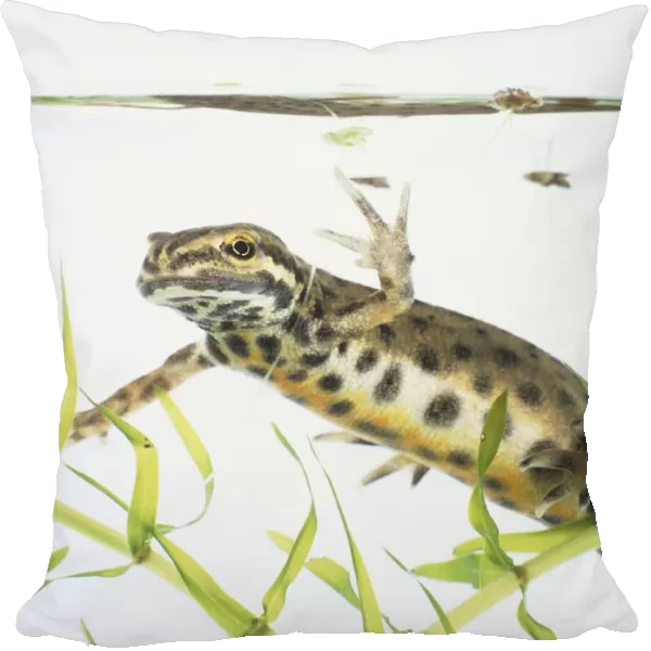 Palmate Newt (Lissotriton helveticus) in water