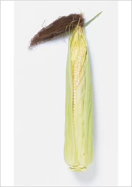 Zea mays rugosa, Corn cob