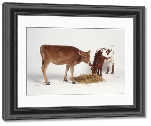 Two standing Calves (Bos taurus) feeding on hay, side view