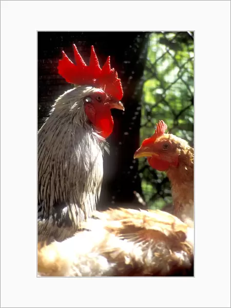 Cock and Hen