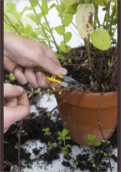 Removing a sucker from a containerized plant
