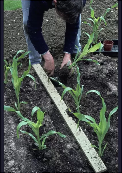 Man planting sweetcorn in blocks of staggered rows to encourage wind pollination