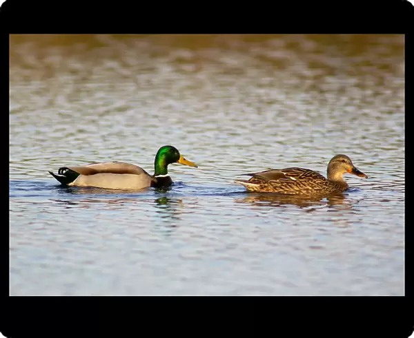 Mallard Ducks. Anas Platyrhynchos. Europe. Italy. Lazio. Parco Nazionale del Circeo