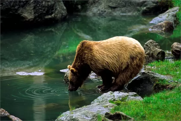 Brown Bear. Ursus Arctos. Europe. Germany. Bayerischer Wald National Park
