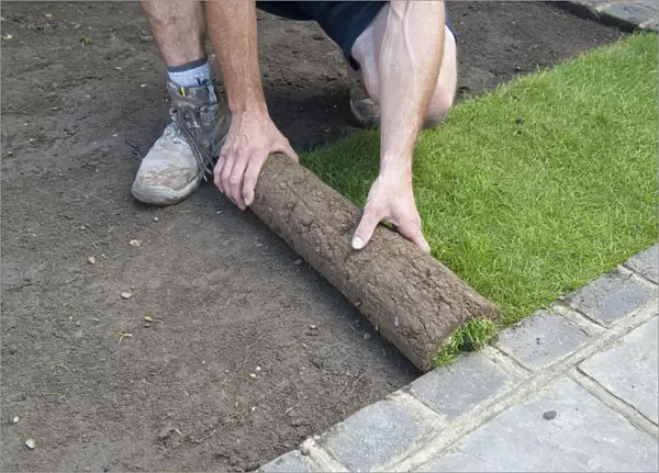 Man laying turf by rolling out grass