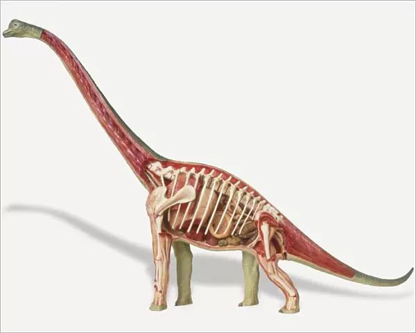 Internal anatomy of female Brachiosaurus
