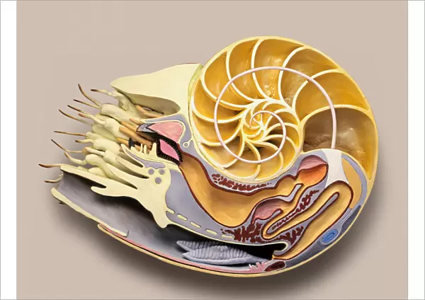 Cross-section model of Chambered Nautilus (Nautilus pompilius)