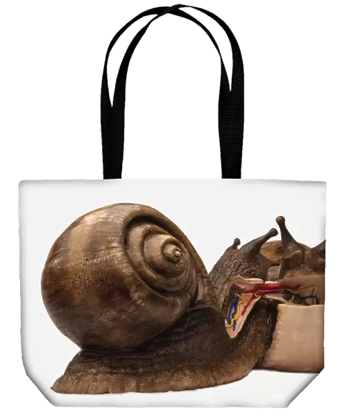 Model pair of mating snails with cross-section illustrating the reproductive organs