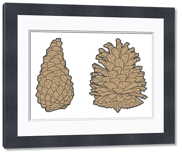 Digital illustration of closed and open conifer pinecones