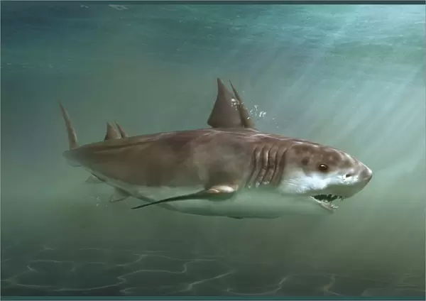 Hybodus prehistoric shark swimming in sea