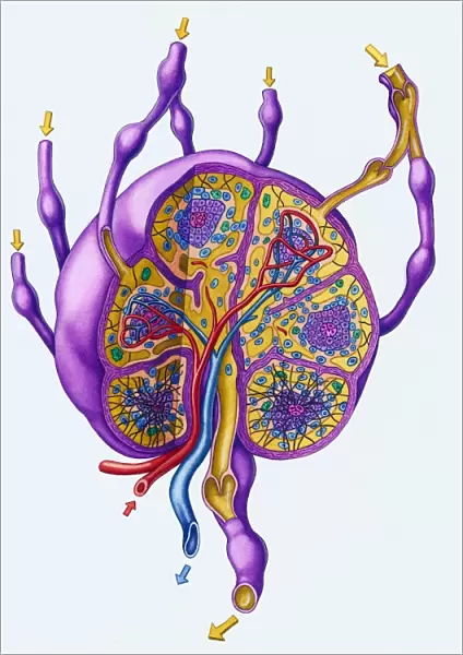 Cutaway of Lymph Node with each Tissue type highlighted