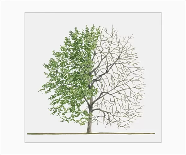 Illustration of Rhamnus cathartica (Common Buckthorn), a deciduous tree showing summer leaves and bare winter branches