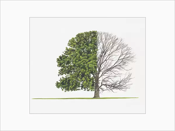 Quercus petraea (Sessile oak)