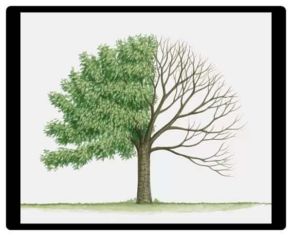 Illustration of Prunus verecunda (Korean hill cherry), a deciduous tree showing summer leaves and bare winter branches
