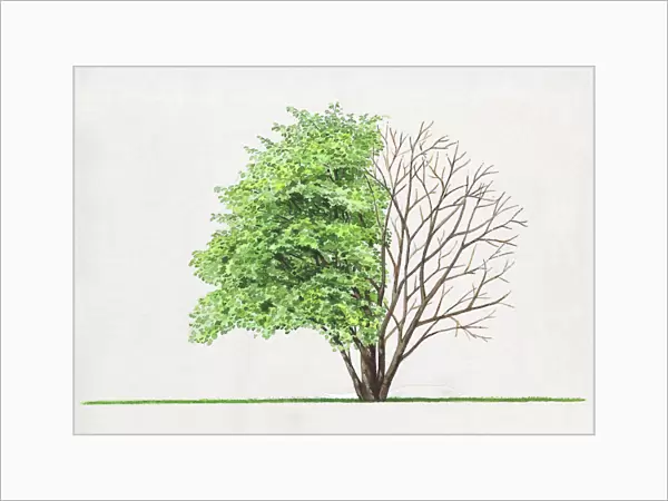 Illustration of Amelanchier laevis, a deciduous small tree or large shrub showing shape of canopy and summer leaves of foliage and bare winter branches