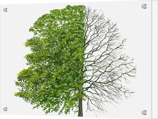 Illustration of Quercus coccineaa (Scarlet oak), a deciduous tree showing summer leaves and bare winter branches
