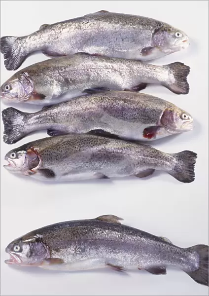 Five raw whole Trouts, close up