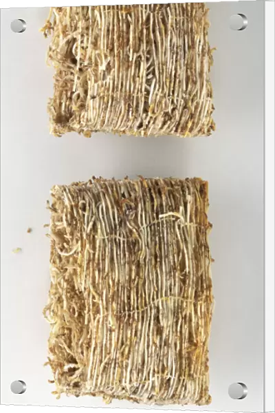 Two bars of breakfast cereal, close up