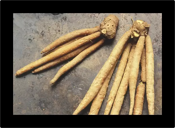 Fresh roots of Thai wild ginger (Grachai)