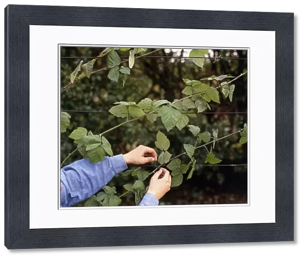 Man tying blackberry stems to horizontal wire outdoors