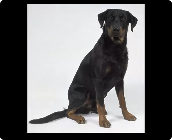 Dark coloured beauceron dog, sitting