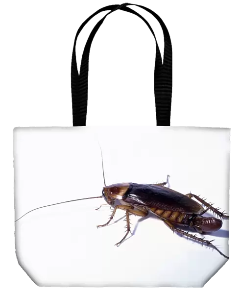 Female Cockroach with egg purse