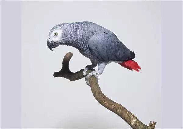 Congo African Grey Parrot (Psittacus erithacus erithacus) perching on branch, side view